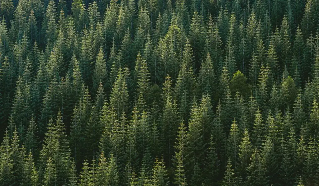 We’re redefining the future of our industry by neutralising our Carbon FootPRINT